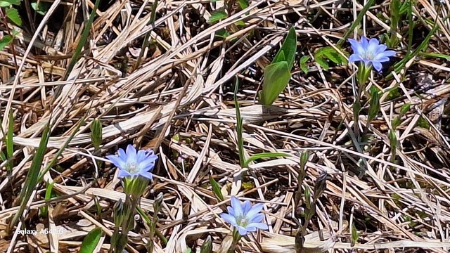 尾瀬の花.jpg